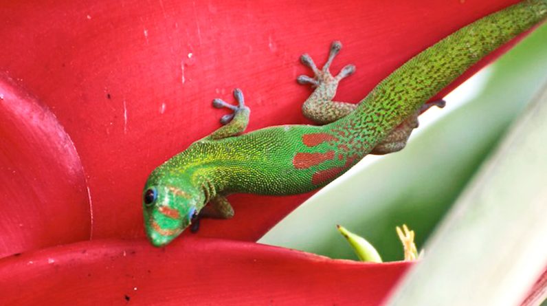 Stick Vacuum Cleaner Stuff that sticks like gecko feet may be coming to your house