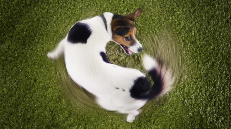 Stick Vacuum Cleaner Why Do Dogs Chase Their Tails?